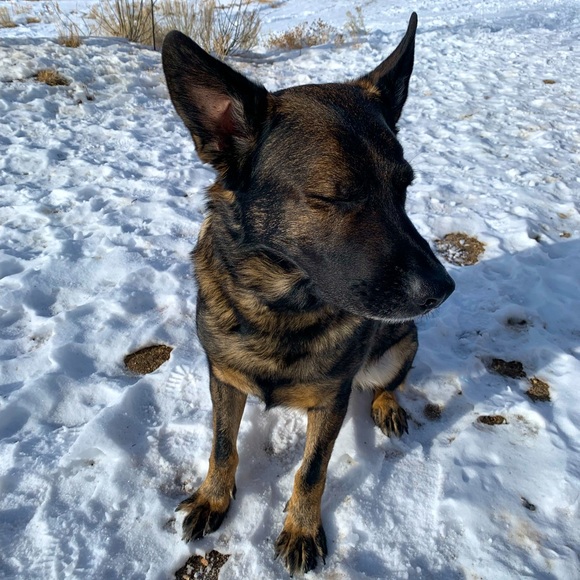 Meet your Posher, Sura-Quay or SQ - Picture 2 of 7